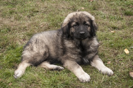 Kid of the Shepherd dog of the race sarplaninac   illyrian sheepdog の写真素材