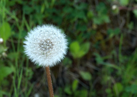 white ballの写真素材