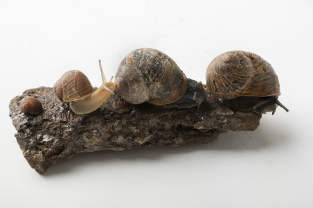 Land snails family on the rock isolated on white