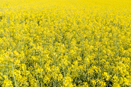 Rapeseed field full of yellow colours