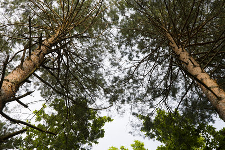 Two trees leaning one to another