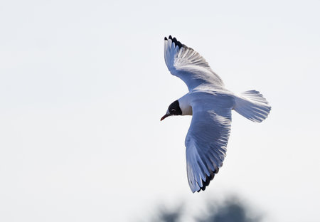 Graceful Seagull Soaring in the Skyの写真素材