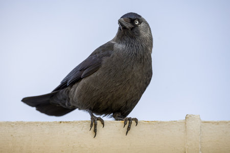 Eurasian Jackdaw Perched on a Concrete Ledgeの写真素材