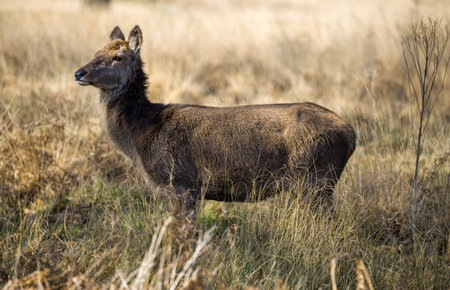 Lone Deer Standing Alert in Open Grasslandの写真素材