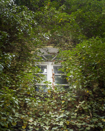 Old Window Surrounded by Overgrown Green Ivyの写真素材