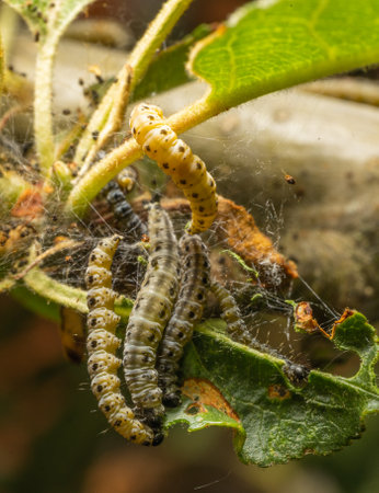 Caterpillars Feeding on Leaf Surface in Webbingの写真素材