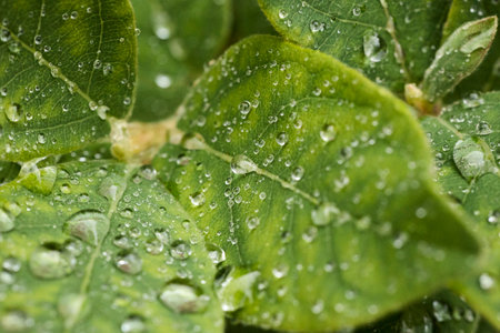 Green Leaves with Water Droplets Close-Up