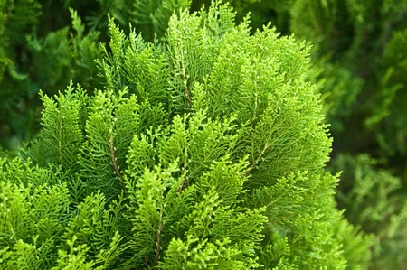 Green plant