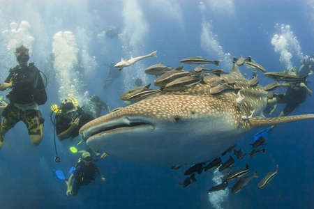 KOH TAO, THAILAND  - MAY 18: A Whaleshark followed by un-indentified scuba divers near the island of...