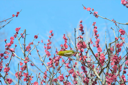 Plum flowers and Japanese white-eyeの写真素材