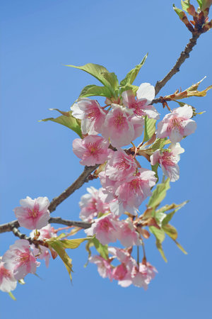 Cherry blossomの写真素材