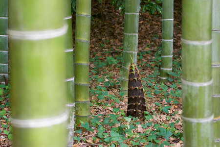 Bamboo shootの写真素材