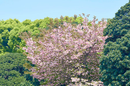 Cherry Blossom and fresh greenの写真素材