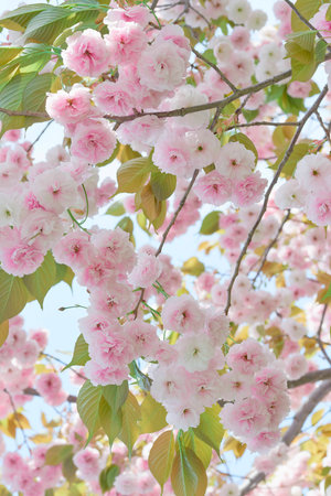 Double cherry blossoms flowersの写真素材
