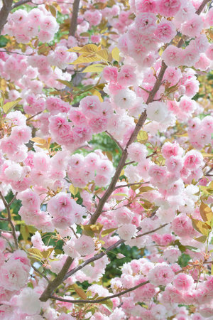 Double cherry blossoms flowersの写真素材