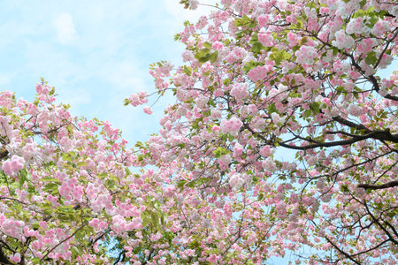 Cherry Blossom and fresh greenの写真素材