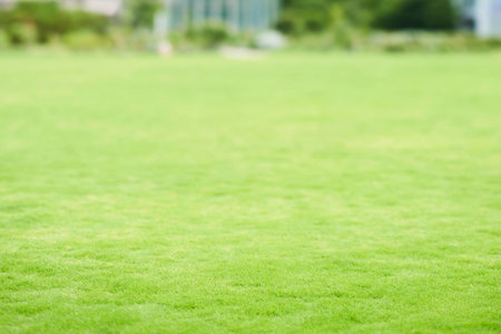 Lawn Background Out focusの写真素材
