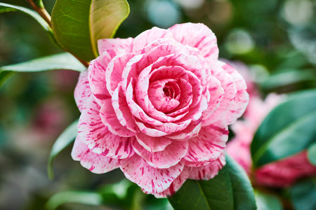 Camellia flower Pinkの写真素材