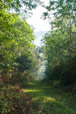 Natural tunnelの写真素材