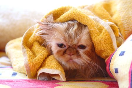 Wet cat relax in bedの写真素材