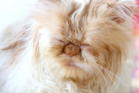 Wet cat with closed eyesの写真素材