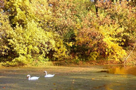 autumnの写真素材