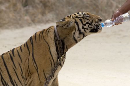 Tigerの写真素材
