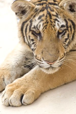 Tigerの写真素材
