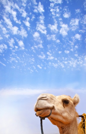 Camelの写真素材