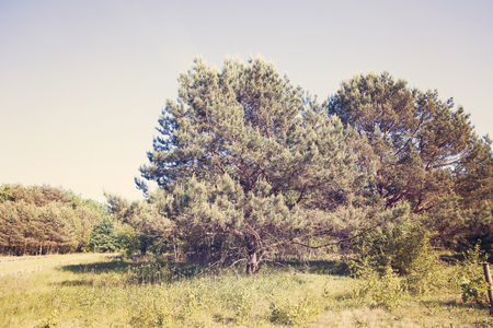 Wood landscape with green foliage in Kapminos in Mazovian district of Polandの写真素材