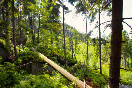 Szczeliniec Wielki, Stolowe Mountains National Park in Polandの写真素材