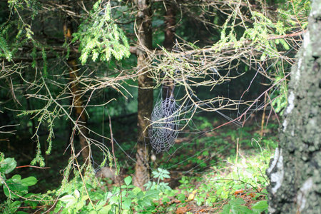 Spider web in the forest. Spider web in the forest. Spider web in the forest.の写真素材