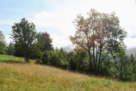 Meadow in the Carpathian mountains in Ukraine on a summer dayの写真素材