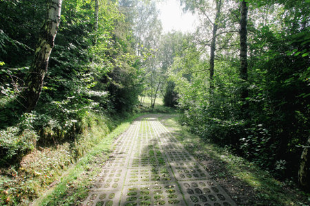 Path in the park with trees and grass in summer. high quality photoの写真素材