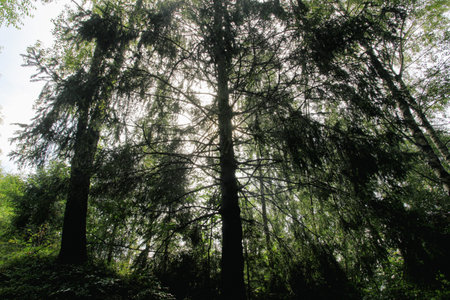 Pine trees in the forest. The sun shines through the branches.の写真素材