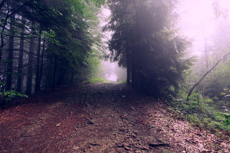 Foggy forest. Dark forrest nature view