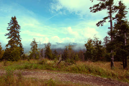 Foggy forest. Dark forrest nature view