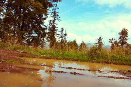 Foggy forest. Dark forrest nature viewの写真素材