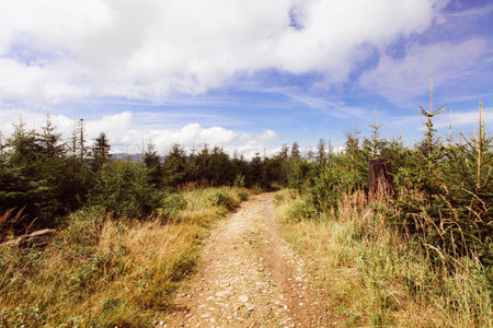 Hiking trail in the Carpathian mountains. Ukraine, Europeの写真素材