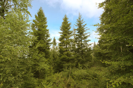 Pine trees in a forest on a sunny day. high quality photoの写真素材
