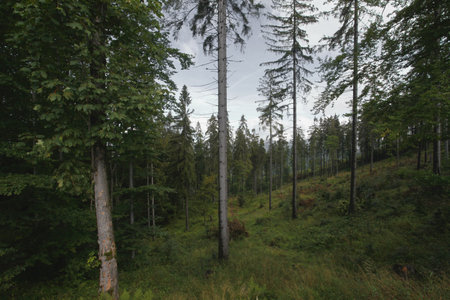 Landscape of mountains with forest, Poland, Europe