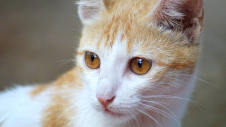 White Cat closeup photo