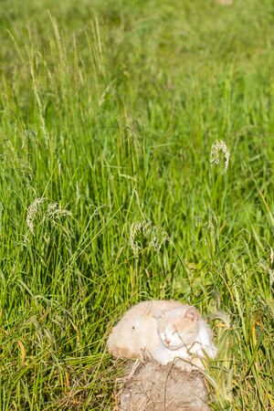 Cat sitting in a meadowの写真素材