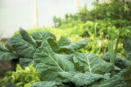Green vegetable gardenの写真素材