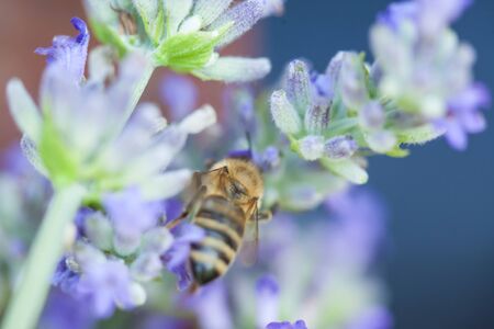 Close-up of a bee on a flower of lavenderの写真素材