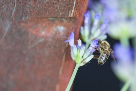 Close-up of a bee on a flower of lavenderの写真素材