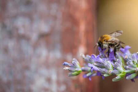 Close-up of a bee on a flower of lavenderの写真素材
