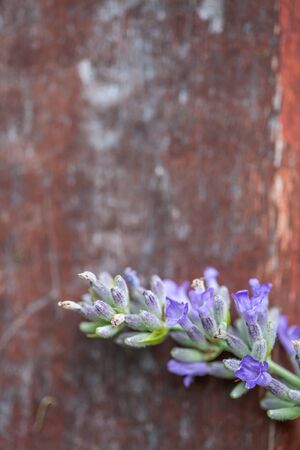 Flowers of Lavander on a red wooden background