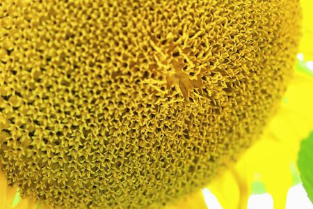 The head of a sunflower with many flowers that will turn into seeds. One bigger blossom in the foreground.の写真素材