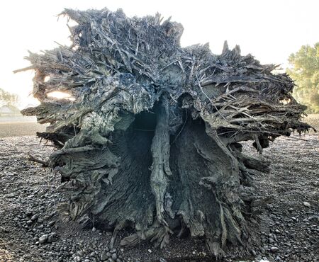 The root of the tree brought to the shore by the river. The tree fell into the water under the...